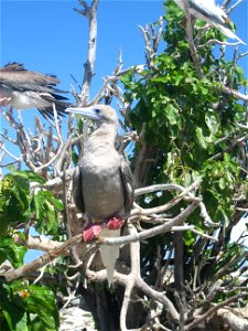 Red-footed booby. 2005 September. photo