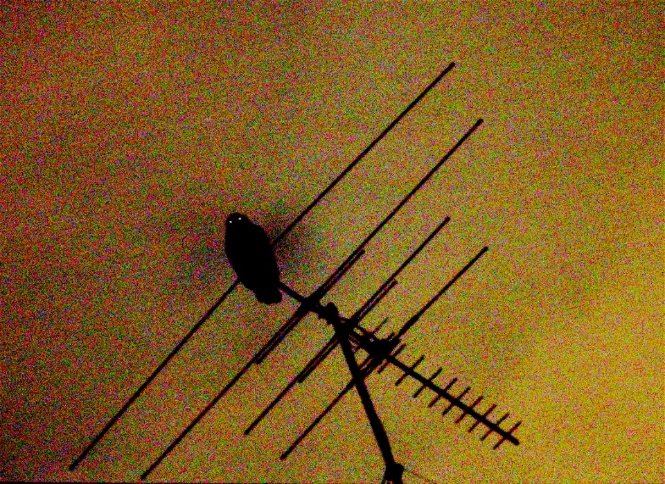 A Powerful Owl perching on a suburban television aerial in Chatswood West, New South Wales, Australia. Species identified by the photographer by the owls huge size and its call. Photograph taken using