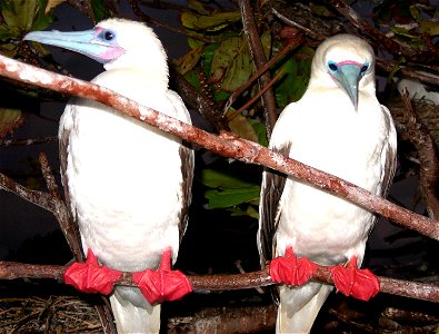 Red-footed Boobies nest within small trees during the night. Note the vivid red colouring of the legs and webbed feet. These adults have characteristic pale blue and pink facial markings. Coral Sea is photo