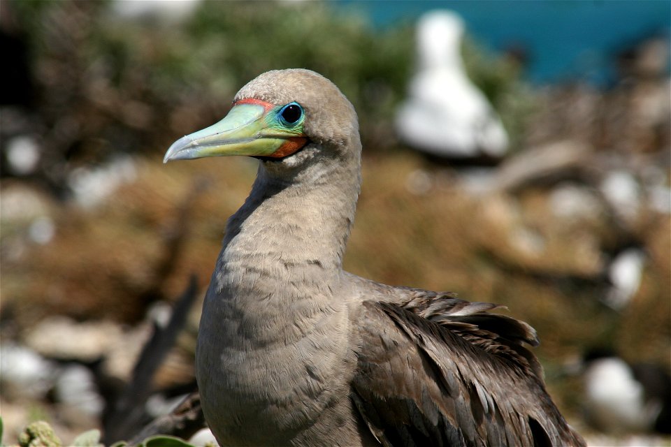 Red-footed Booby Sula sula (Brown Morph) on Tern Island, French Frigate Shoals, Hawaii