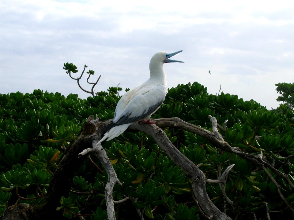 Red-footed Booby, Sula Sula