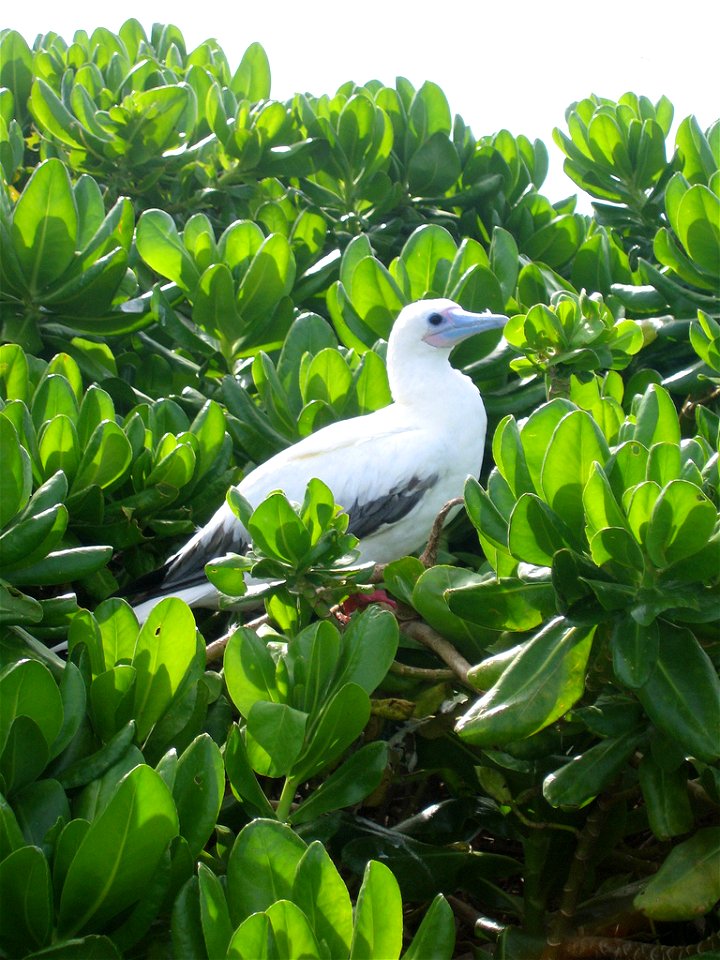 Red-footed Booby, Sula Sula
