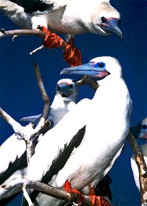 Red-footed Booby Sula sula on Palmyra Atoll, Pacific Ocean photo