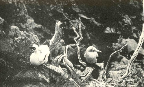 Adults and Young of Sula piscator on South Trinidad Island Subject: Boobies (Birds) Tag: Water Birds photo