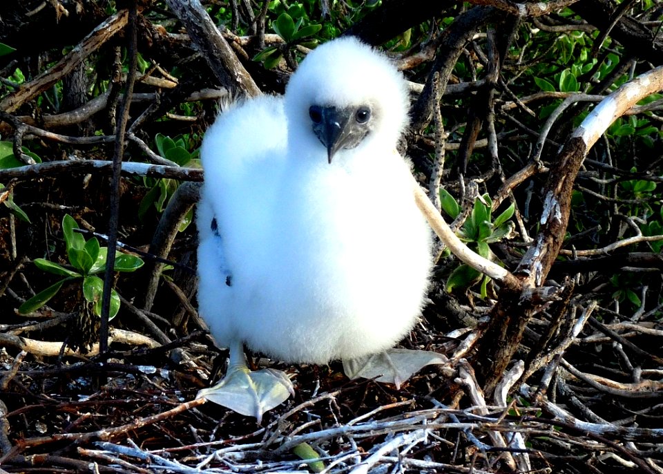 This young guy's image was captured on Johnston Atoll National Wildlife Refuge was FWS Image: Laura M. Beauregard Dec. 2012