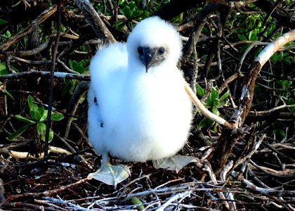 This young guy's image was captured on Johnston Atoll National Wildlife Refuge was FWS Image: Laura M. Beauregard Dec. 2012