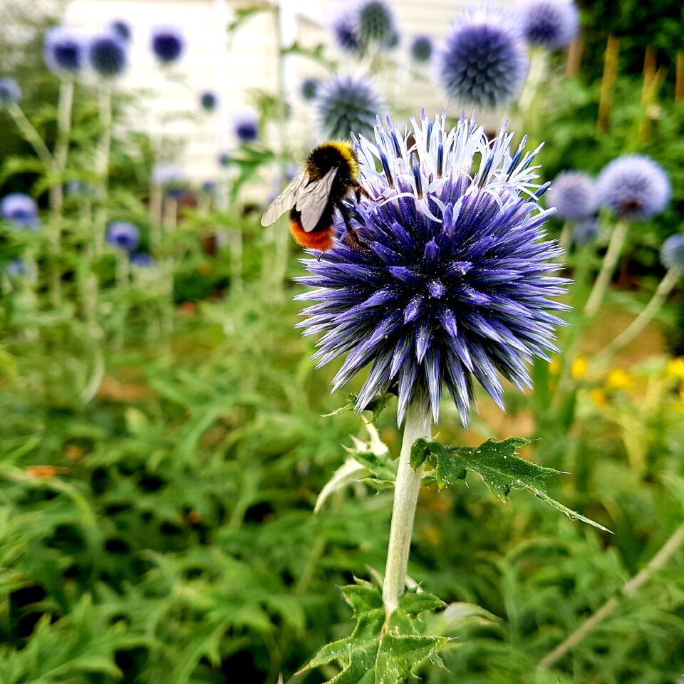 Bloom petal bee