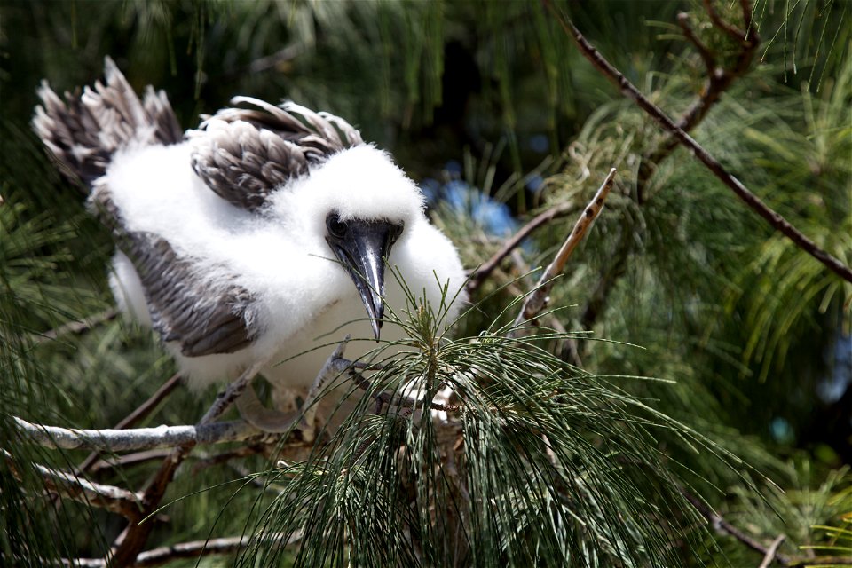 Juvenile Red-footed Booby, Sula sula, on Laysan Island