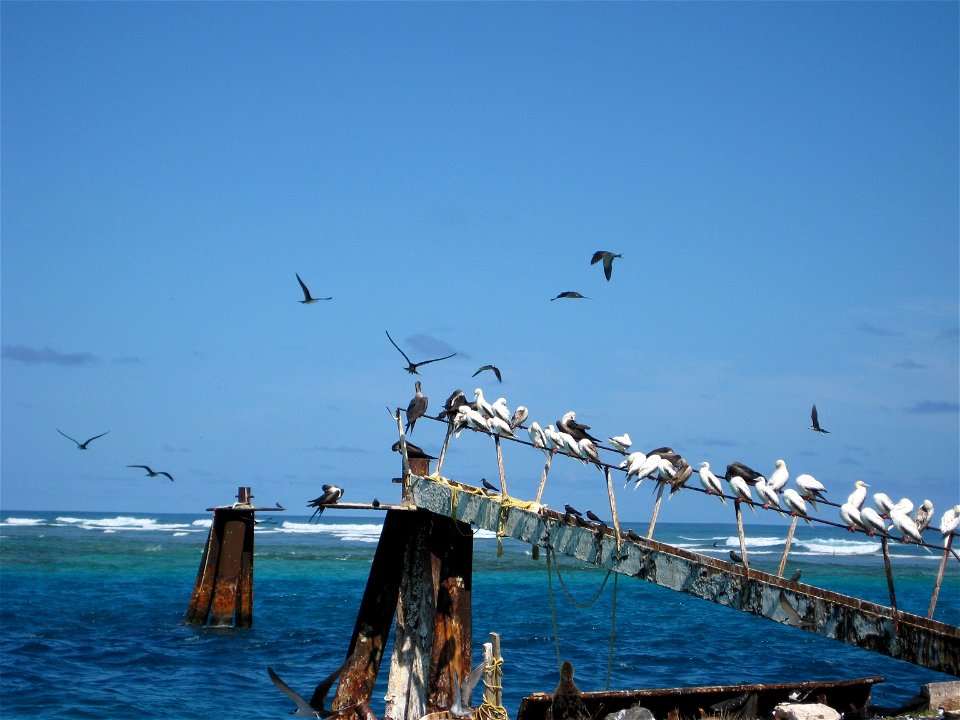 Mostly Red-footed Boobies on railing while terns fly about. Hawaii, NWHI, Tern Island.