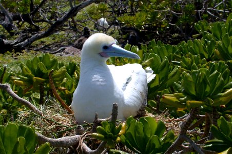 Red-footed Booby, Sula Sula, on nest photo