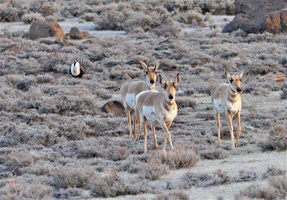 Photo Credit:  Jeannie Stafford/USFWS

Pronghorn (Antilocapra americana) are endemic to interior western and central North America.  In North America they are commonly referred to as pronghorn antelop