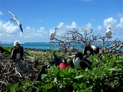 Redfooted boobies and great frigatebirds Hawaiian Islands National Wildlife Refuge Photo: Sarah Youngren, USFWS Pres. Teddy Roosevelt sent in the U.S. Marines to protect seabirds from plume and egg h photo