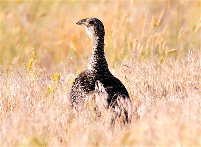 Sage grouse.  Photo by Keith Penner