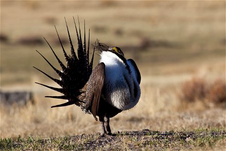 Greater sage-grouse (Centrocercus urophasianus) photo