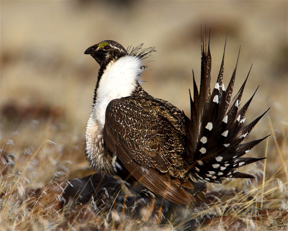 A male Sage Grouse (also known as the Greater Sage Grouse) in USA.