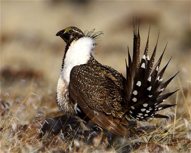 A male Sage Grouse (also known as the Greater Sage Grouse) in USA.