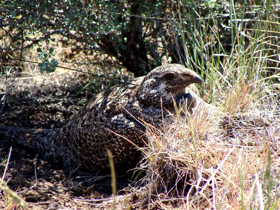 This female sage-grouse has a radio-mark to study her life history and space requirements.