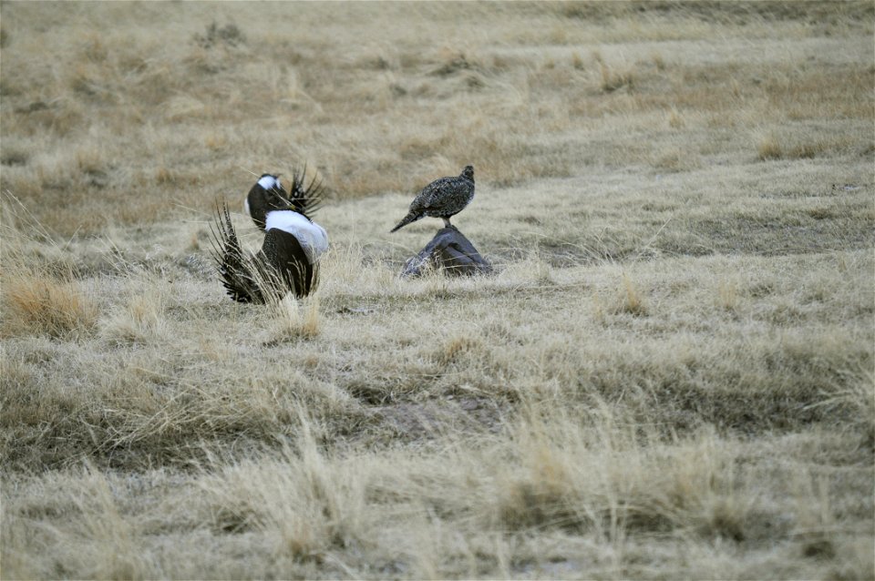 Male greater sage-grouse struts for female at lek (dancing or mating grounds) near Bodie, California.  (Jeannie Stafford/USFS)