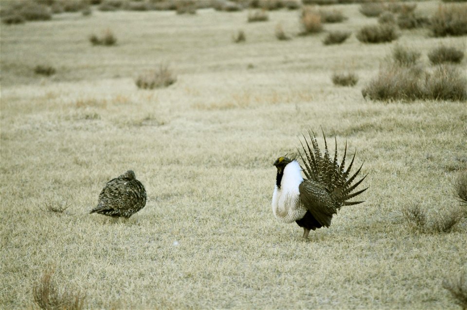 Male greater sage-grouse struts for female at lek (dancing or mating grounds) near Bodie, California.  (Jeannie Stafford/USFS)