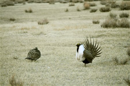 Male greater sage-grouse struts for female at lek (dancing or mating grounds) near Bodie, California.  (Jeannie Stafford/USFS)