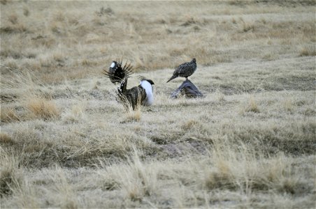 Male greater sage-grouse strut for female at lek (dancing or mating grounds) near Bodie, California.  (Jeannie Stafford/USFS)
