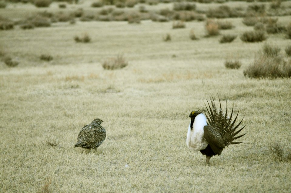 Male greater sage-grouse struts for female at lek (dancing or mating grounds) near Bodie, California.  (Jeannie Stafford/USFS)