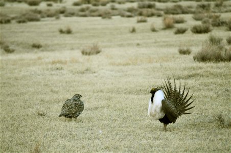 Male greater sage-grouse struts for female at lek (dancing or mating grounds) near Bodie, California.  (Jeannie Stafford/USFS)