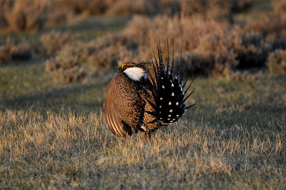 Photo Credit:  Jeannie Stafford/USFWS

A greater sage-grouse male struts at a lek (dancing or mating ground) near Bridgeport, CA to attract a mate.
