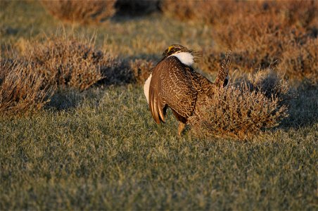 Photo Credit: Jeannie Stafford/USFWS A greater sage-grouse male struts at a lek (dancing or mating ground) near Bridgeport, CA to attract a mate. photo