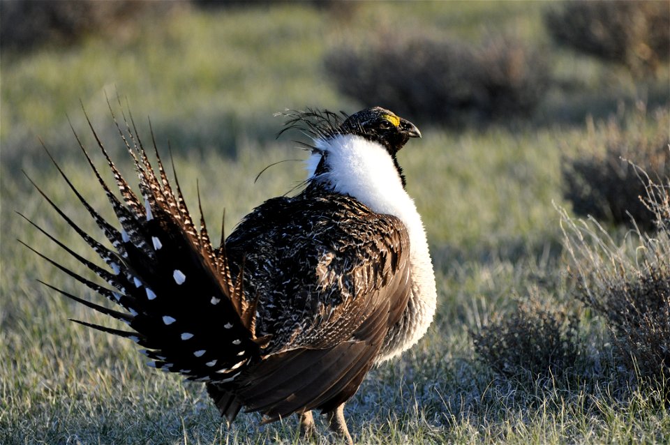 Photo Credit:  Jeannie Stafford/USFWS

A greater sage-grouse male struts at a lek (dancing or mating ground) near Bridgeport, CA to attract a mate.