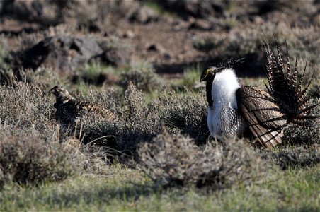 Photo Credit: Jeannie Stafford/USFWS A greater sage-grouse male struts for a female at a lek (dancing or mating ground) near Bridgeport, CA. photo