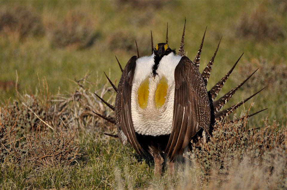 Photo Credit:  Jeannie Stafford/USFWS

A greater sage-grouse male struts at a lek (dancing or mating ground) near Bridgeport, CA to attract a mate.