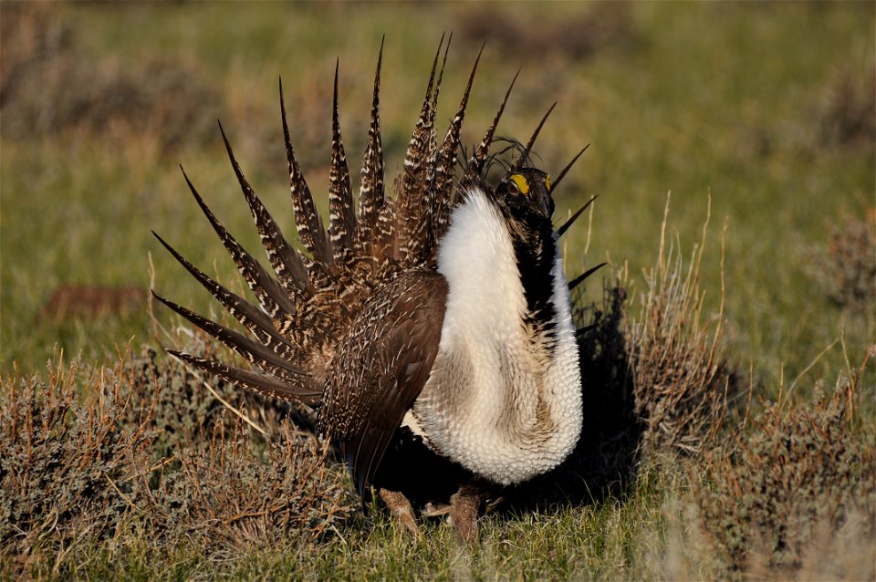 Photo Credit: Jeannie Stafford/USFWS A greater sage-grouse male struts at a lek (dancing or mating ground) near Bridgeport, CA to attract a mate. photo