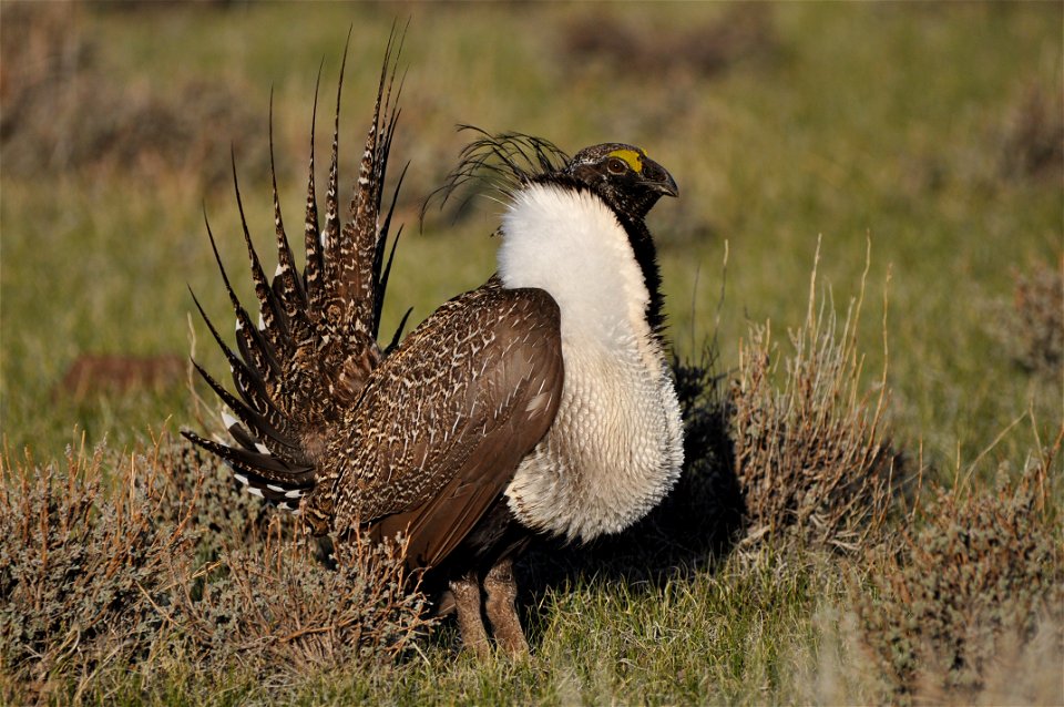 Photo Credit:  Jeannie Stafford/USFWS

A greater sage-grouse male struts at a lek (dancing or mating ground) near Bridgeport, CA to attract a mate.