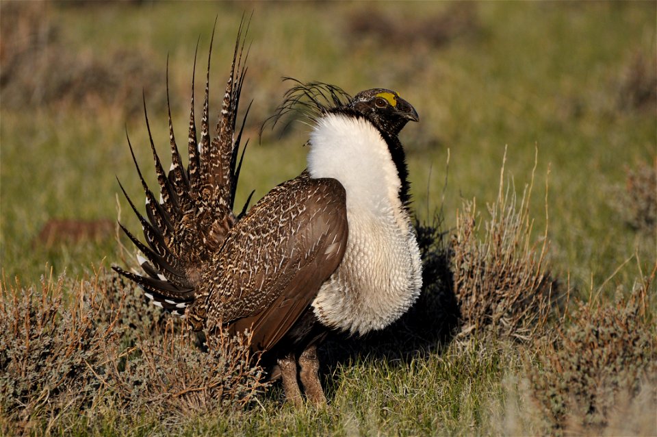 Photo Credit: Jeannie Stafford/USFWS A greater sage-grouse male struts at a lek (dancing or mating ground) near Bridgeport, CA to attract a mate. photo