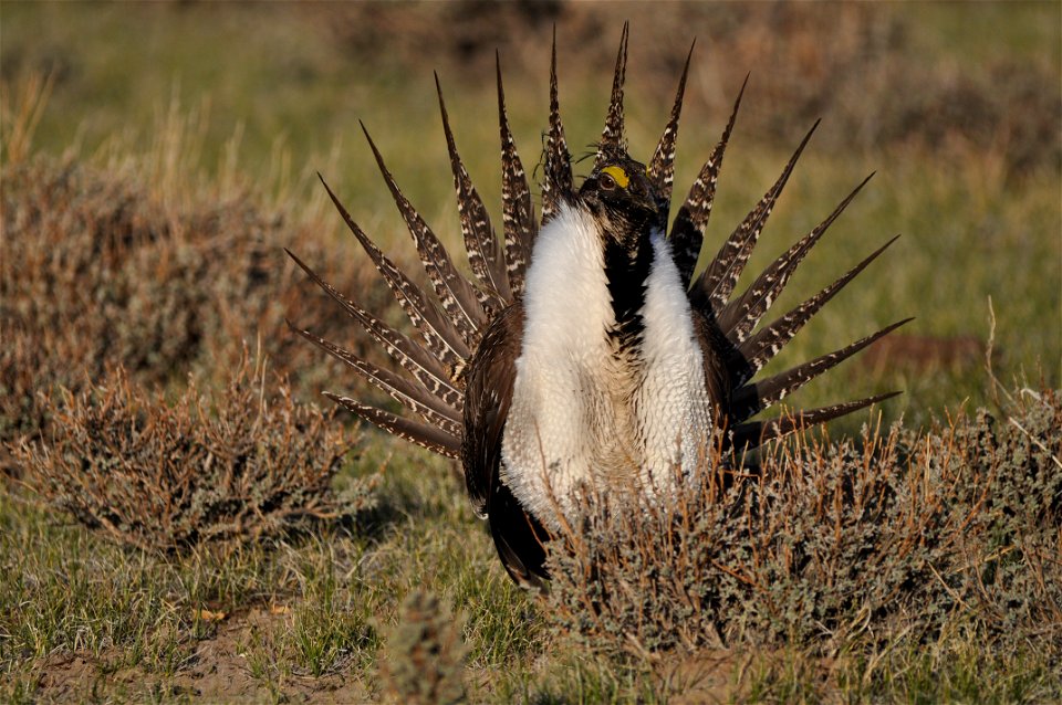 Photo Credit:  Jeannie Stafford/USFWS

A greater sage-grouse male struts at a lek (dancing or mating ground) near Bridgeport, CA to attract a mate.