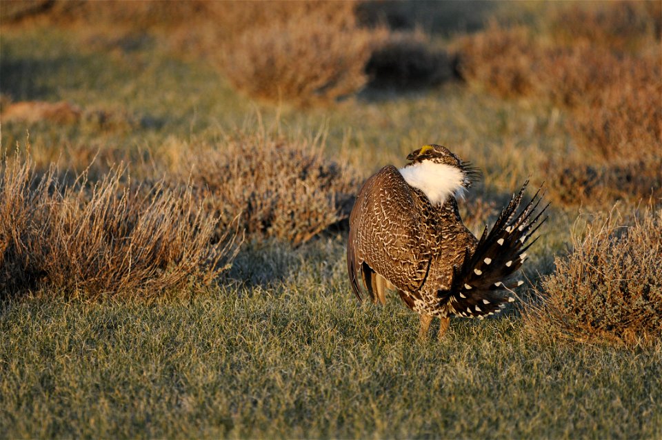 Photo Credit:  Jeannie Stafford/USFWS

A greater sage-grouse male struts at a lek (dancing or mating ground) near Bridgeport, CA to attract a mate.