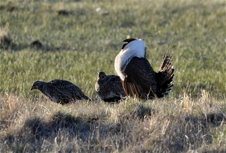 A greater sage-grouse male struts for a female at a lek (dancing or mating ground) near Bridgeport, Mono County, California. Photo Credit Jeannie Stafford/USFWS − U.S. Fish and Wildlife Service Pacif photo