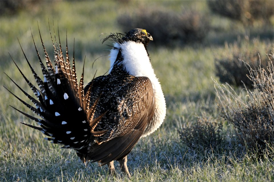 Photo Credit:  Jeannie Stafford/USFWS

A greater sage-grouse male struts at a lek (dancing or mating ground) near Bridgeport, CA to attract a mate.