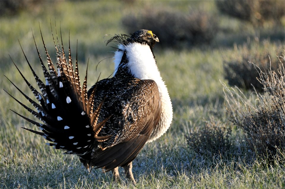 Photo Credit: Jeannie Stafford/USFWS A greater sage-grouse male struts at a lek (dancing or mating ground) near Bridgeport, CA to attract a mate. photo