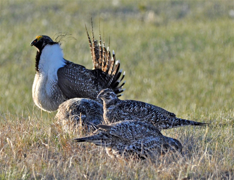 Photo Credit: Jeannie Stafford/USFWS A greater sage-grouse male struts for a female at a lek (dancing or mating ground) near Bridgeport, CA. photo