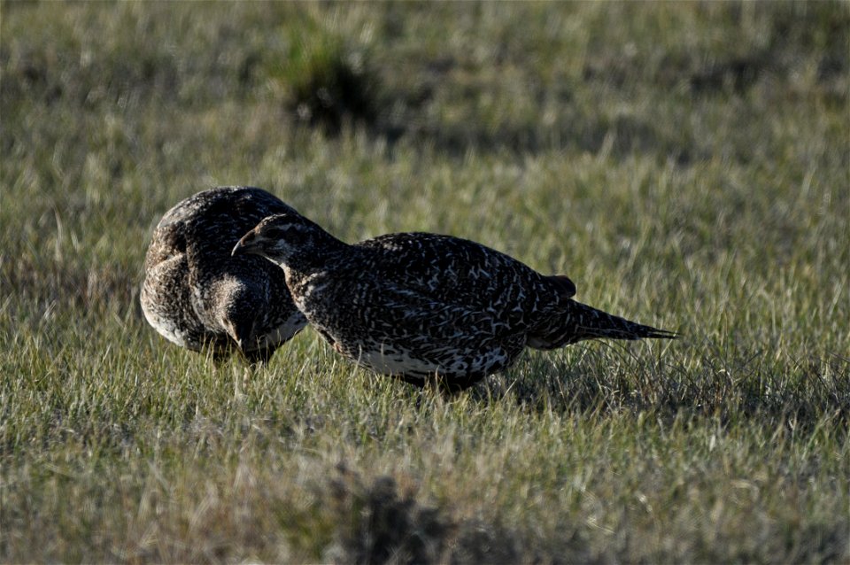 Photo Credit:  Jeannie Stafford/USFWS

A greater sage-grouse  females at a lek (dancing or mating ground) near Bridgeport, CA.