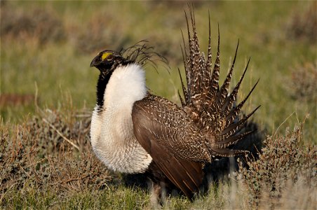 Photo Credit: Jeannie Stafford/USFWS A greater sage-grouse male struts at a lek (dancing or mating ground) near Bridgeport, CA to attract a mate. photo