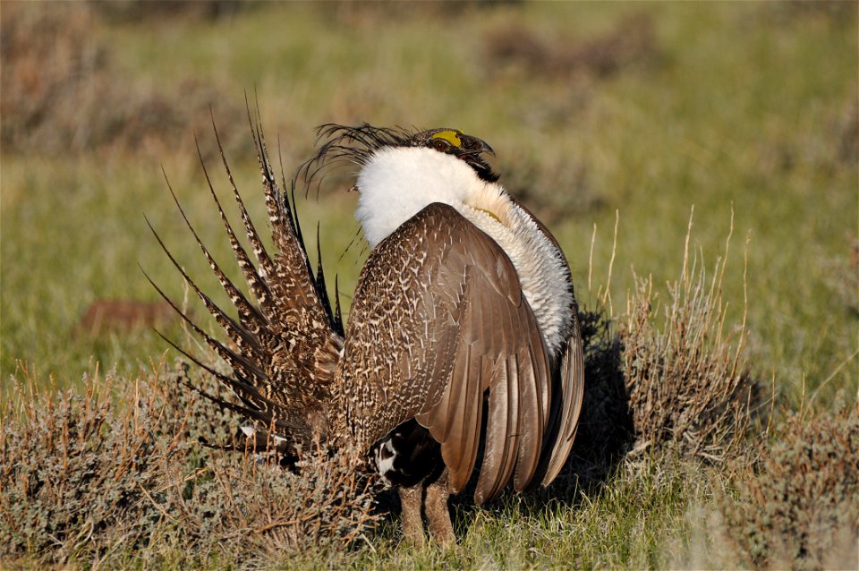 Photo Credit: Jeannie Stafford/USFWS A greater sage-grouse male struts at a lek (dancing or mating ground) near Bridgeport, CA to attract a mate. photo