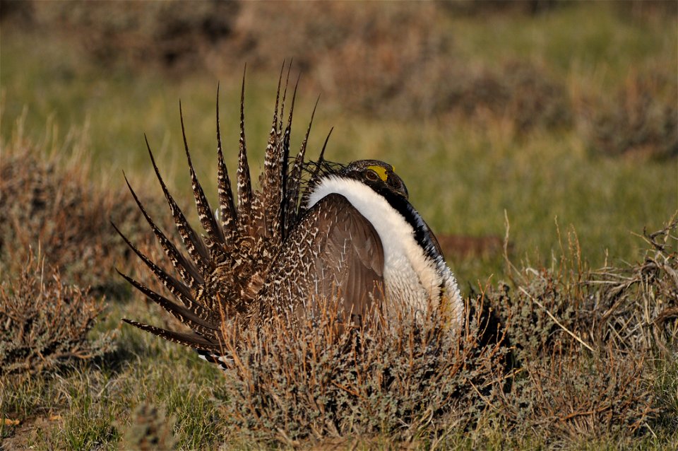 Photo Credit:  Jeannie Stafford/USFWS

A greater sage-grouse male struts at a lek (dancing or mating ground) near Bridgeport, CA to attract a mate.