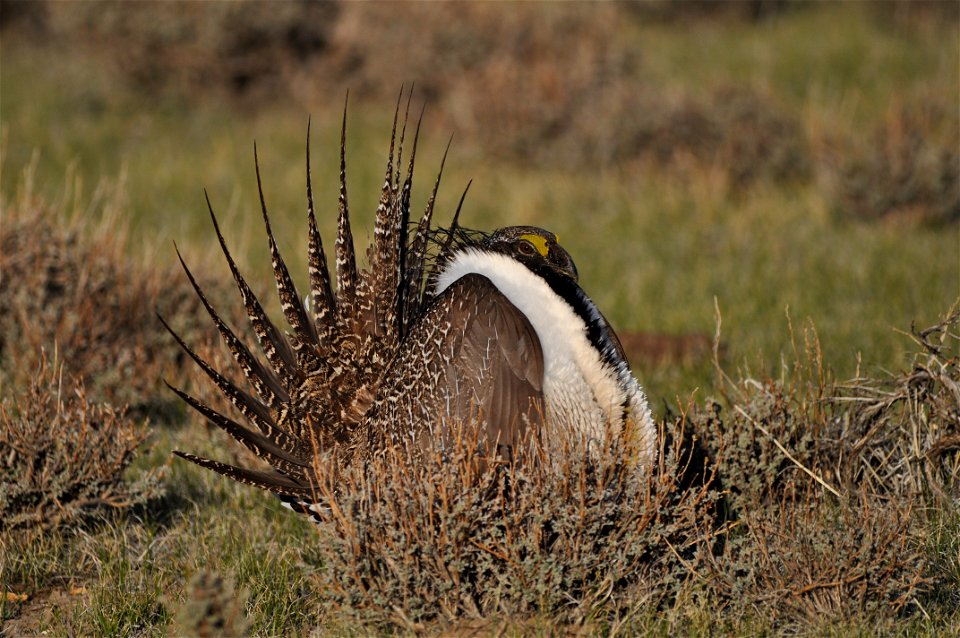 Photo Credit: Jeannie Stafford/USFWS A greater sage-grouse male struts at a lek (dancing or mating ground) near Bridgeport, CA to attract a mate. photo