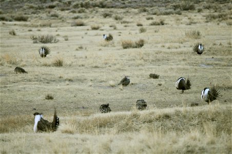 Greater sage-grouse lek near Bodie, California.  (Jeannie Stafford/USFS)