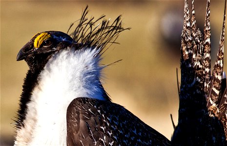 Effective conservation of the greater sage-grouse and its habitat requires a collaborative, science-based approach that includes strong federal plans, strong plans for state and private lands, and a p