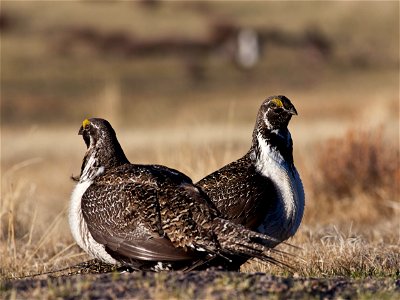 Effective conservation of the greater sage-grouse and its habitat requires a collaborative, science-based approach that includes strong federal plans, strong plans for state and private lands, and a p