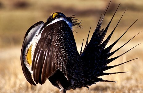 Effective conservation of the greater sage-grouse and its habitat requires a collaborative, science-based approach that includes strong federal plans, strong plans for state and private lands, and a p